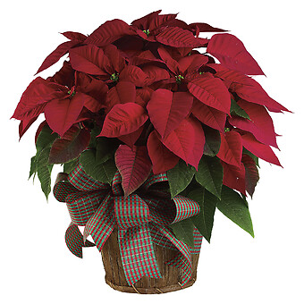 Large Red Poinsettia