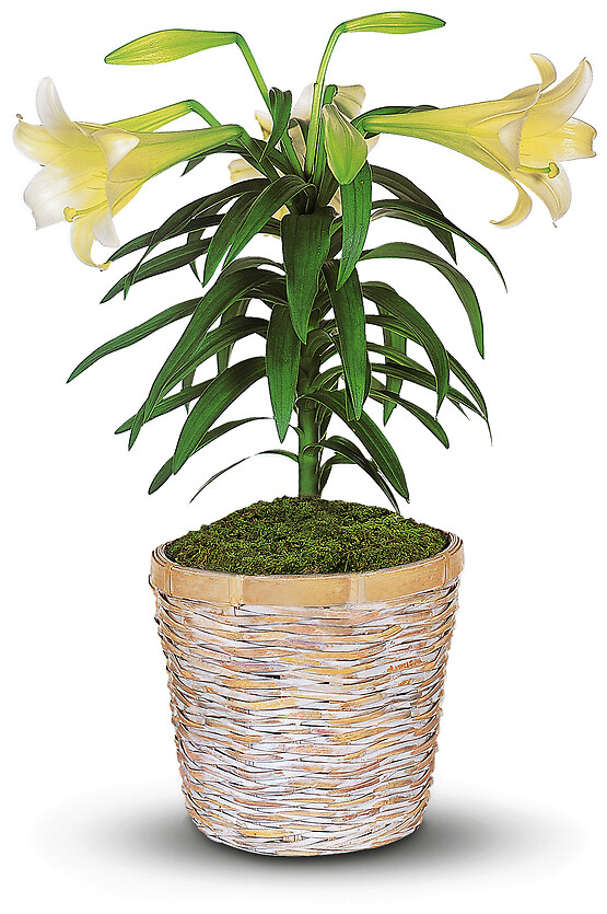 Easter Lily Plant