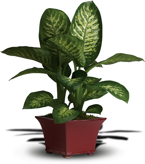 Delightful Dieffenbachia