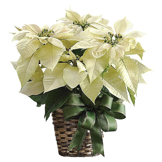 White Poinsettia